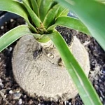  Нолина бранч шар d17/h50