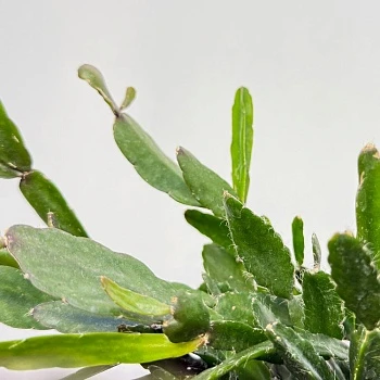 Рипсалис Агудоенсис d12/h30