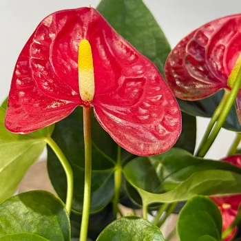 Антуриум Джамбо Ред d12/h40