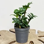 Замиокулькас Зензи d12/h30