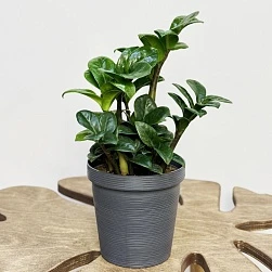 Замиокулькас Зензи d12/h30