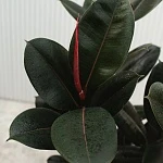 Фикус Эластика Абиджан d27/h105