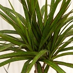 Драцена маргината d17/h75