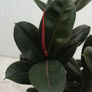 Фикус Эластика Абиджан d27/h105