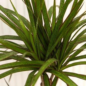 Драцена маргината d17/h75