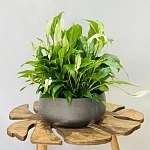 Спатифиллум Беллини d23/h45 