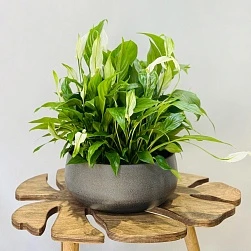 Спатифиллум Беллини d23/h45 