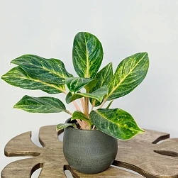 Аглаонема Грин Микс d12/h35