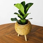 Фикус Лирата Бамбино d9/h20