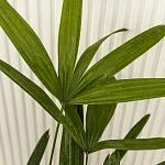 Рапис Эксельза d27/h100