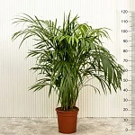 Хризалидокарпус Арека (Дипсис) d21/h120