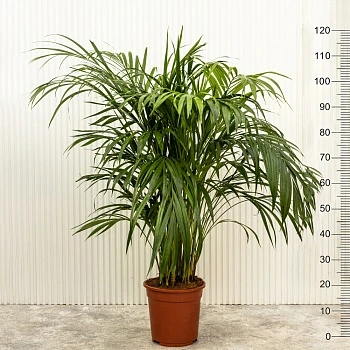 Хризалидокарпус Арека (Дипсис) d21/h120