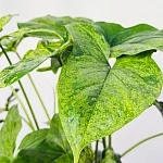 Сингониум Моттлед d12/h35