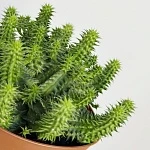 Эуфорбия Сюзанна d10/h12