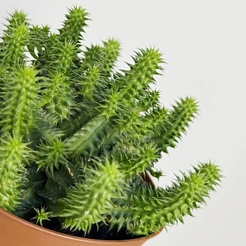 Эуфорбия Сюзанна d10/h12