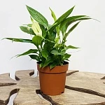 Спатифиллум Корто d12/h30