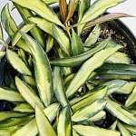 Хойя Вайети Триколор d15/h20