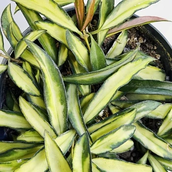 Хойя Вайети Триколор d15/h20