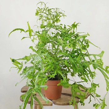 Папоротник эксклюзив микс d17/h50