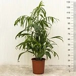 Хамедорея Зейфрица  d24/h130