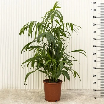 Хамедорея Зейфрица  d24/h130