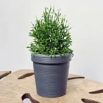 Рипсалис Хатиора d11/h20