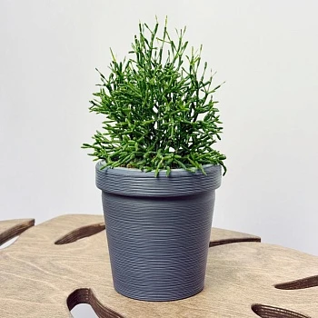 Рипсалис Хатиора d11/h20