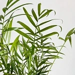 Хамедорея Элеганс d12/h40