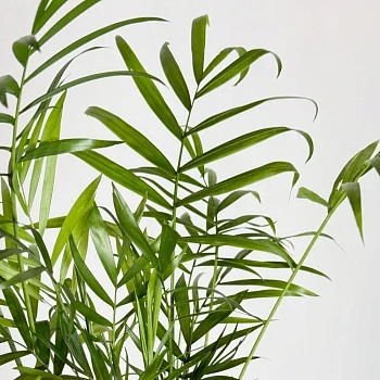 Хамедорея Элеганс d12/h40