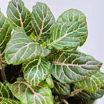 Фиттония микс 