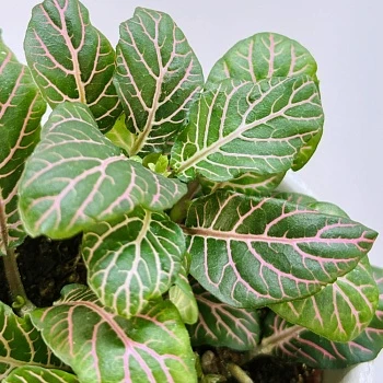 Фиттония микс 