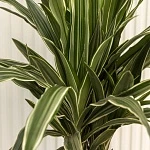 Драцена фрагранс Улисес d21/h110