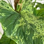 Сингониум Моттлед d18/h90