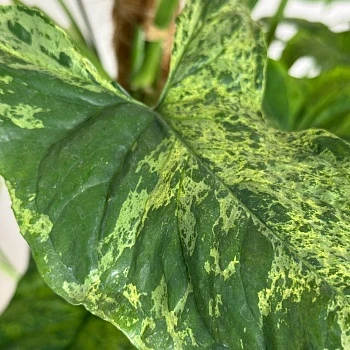 Сингониум Моттлед d18/h90