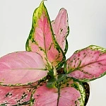 Аглаонема Ред Джой d12/h25