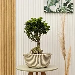 Фикус Микрокарпа Бонсай d17/h40