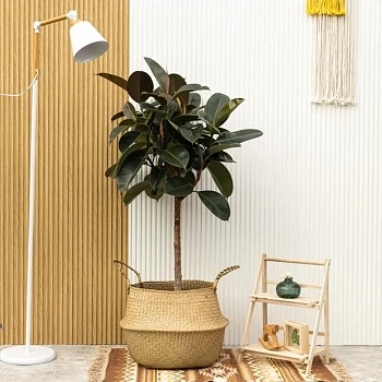 Фикус Эластика Хлое d20/h105