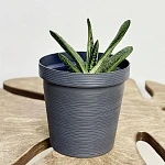 Гастерия Литтл Варти d12/h15