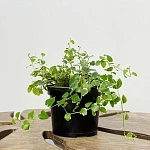 Фикус Пумилла Уайт Санни  d12/h15