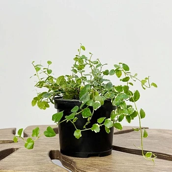 Фикус Пумилла Уайт Санни  d12/h15