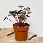 Пеперомия Каперата Ред Луна d12/h20