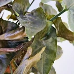 Сингониум Мария Броканте d12/h25