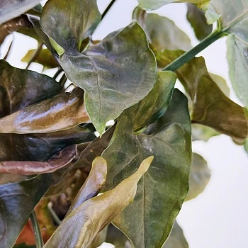 Сингониум Мария Броканте d12/h25