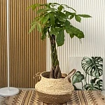 Пахира Акватика d24/h120