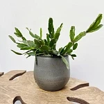 Рипсалис Агудоенсис d12/h30