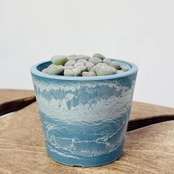 Литопс Микс d8,5/h20