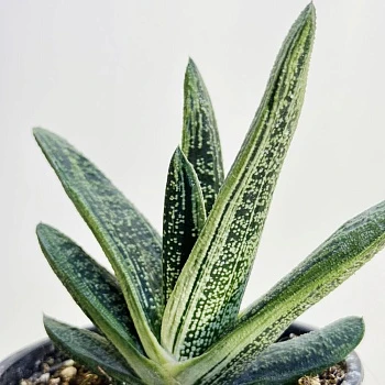 Гастерия Литтл Варти d12/h15