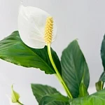Спатифиллум Свит Чико d13/h55