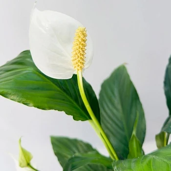 Спатифиллум Свит Чико d13/h55