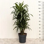 Драцена фрагранс Улисес d27/h120